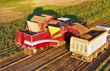 IFA: Lifting of Potato Crops Continues Across Europe