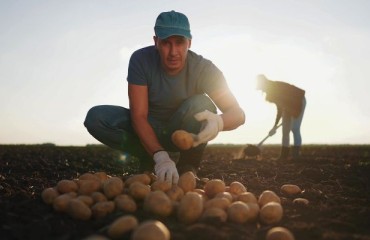 Many UK Farmers Growing Potatoes Sustainably Could Access Public Funding