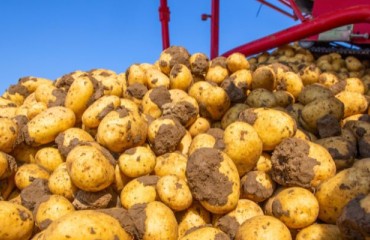 The Final 2024 Manitoba Potato Report Reveals ‘A Good Harvest in Most Areas’