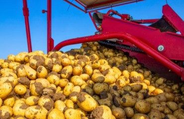 Europe’s Potato Crop ‘Could Be Close to Average’