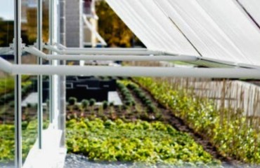 SLU Discovery: S-gene Parakletos Governs Potato's Sensitivity to Fungi, Bacteria, Salt, and Drought