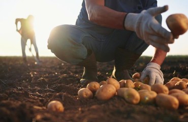 UNPT Calls for Caution and Strategic Thinking for the French Potato Producers