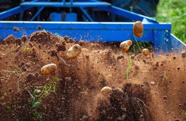 Potatoes Are the Foundation of 2024 Fresh Produce Sales