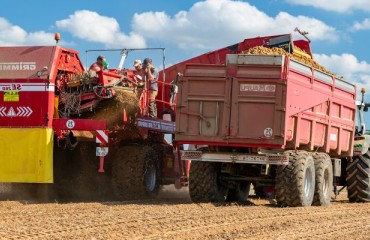 Potato Lifting in Normandy and Belgium Slowed Down