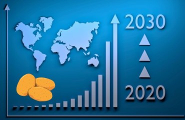 Potato Global Consumption Expected to Continue to Grow by 2030 (Study)