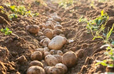 U.K.: Potato Lifting Conditions Are Still Challenging