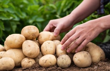 T50F Initiative Aims to Build Healthy Soil Through Regenerative Agricultural Practices