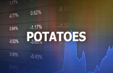 Northern Europe: Potato Prices Are Unchanged