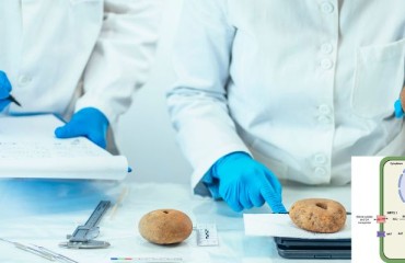 Potato Dependency on Nitrogen Fertilizers May Be Reduced by Blocking a Specific Protein