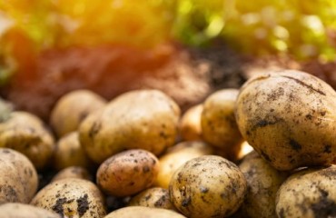 CFIA Launched a Final Public Consultation on a Proposed National Potato Wart Response Plan