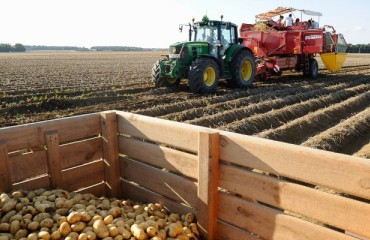 The 2024 French Potato Harvest Could Be the Highest in 30 Years