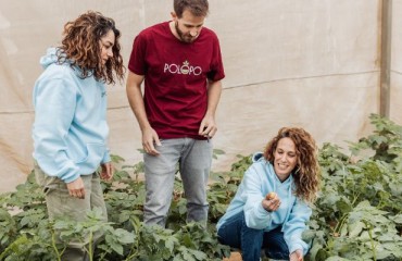 PoLoPo Scales to Field Cultivation of Protein-producing Potato Plants