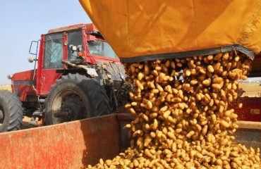 Increasing Potato Demand and Consumption Throughout Europe and the U.K.