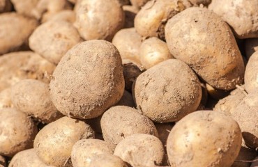 Experts See Up to GBP20 Per Tonne in Potato Price Increases