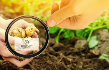 Potato Seed Solution is Now Europlant America