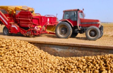 Potato Market in 2025: Balancing High Demand, Climate Challenges, and Production Shifts