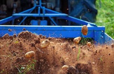 Asia, Africa, and Latin America – Three Major Players in the 2025 Potato Production Growth