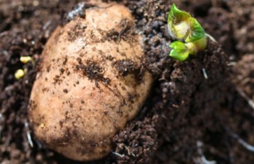 Ireland: The Potato Seed Issue Continues To Be “Top of the Agenda” for the Farmers