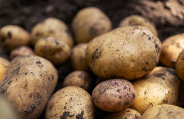 European Potato Growers Are Looking for Higher Prices