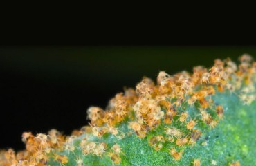 Tackling the Spider Mites Issue in Potato Crops With the Predatory Mites Solution