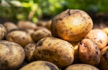 Belgium and The Netherlands: Physical Prices for Potatoes in the Processing Sector Moved Higher