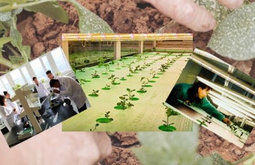 Elite Potato Seed Production Begins in Mongolia
