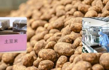 ‘Potato-turned Rice’ is Undergoing Initial Production and Sales Tests in Southwest China