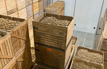December 2024: 4% Decreasing U.S. Potato Levels Held in Storage