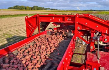 Royal HZPC Expects a Total Seed Potato Volume Breaking the 1m Ton Mark