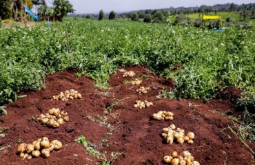 Kenya’s Potato Revolution: Record Yields Without Fungicides