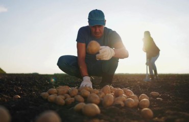NEPG Potato Analysis: Producers Must Follow Processing Needs and Not Precede Them