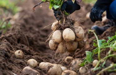 GBP30m McCain Ongoing Support Package for Its 250-strong Network of Farmers