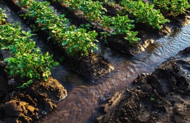 Water-smart Potato Farming Averts Affordability Crisis