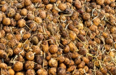 UK Growers Are Experiencing a Shortage of Seed Potatoes for the Second Consecutive Year