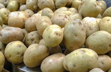 Europe: Potato Processors Are Concentrating on Moving Contracts