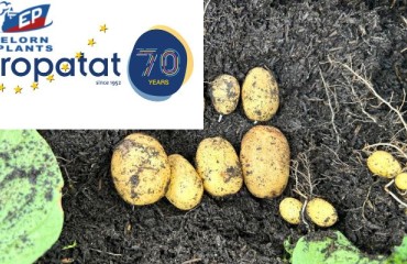 The French Seed Potato Developer Elorn Plants Joins Europatat