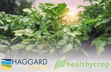 Healthycrop and Haggard Stores Limited Join Forces to Develop Fungal-resistant Potatoes