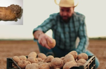 CFIA: The New National Potato Wart Response Plan Has Been Finalized