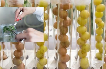 Japan: Green Light For J.R. Simplot’s CRISPR-Cas9 Edited High Tuber Set Potato