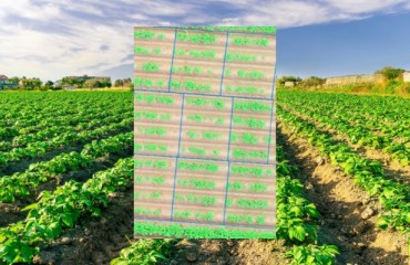AI Analyzes Microbes and Drone Data to Boost Potato Crop Yields
