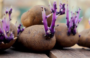 UNECE Updates Seed Potato Guidelines for 2025