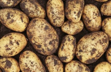 The French ‘Non-traditional’ Potato Varieties Are ‘Hard to Move’