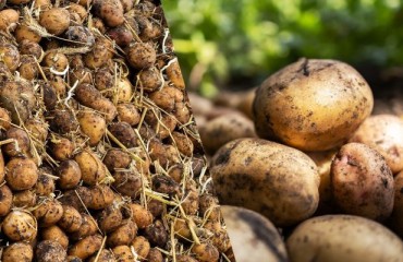 Michigan Potatoes: The Majority of the 2025 Chip Potato Harvest Contracting is Complete