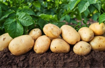 Irish Consumer Potato Demand and Retail Sales Grew Stronger Than Anticipated