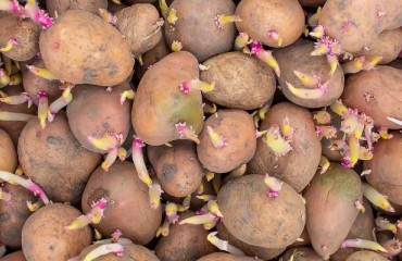 Seed Potatoes Market Growth: Factors Driving Industry Success