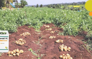Vive Expands AZteroid FC 390 Canadian Fungicide Label to Potatoes
