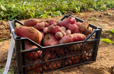 PoLoPo Finalizes Plans for Pilot Facility to Produce Protein from Transgenic Potatoes