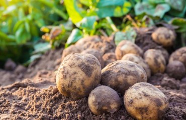 PotatoEurope 2025 Demonstration Fields Planted Under Ideal Conditions in Lelystad