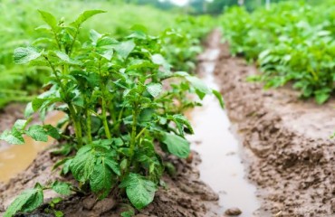 Heavy Rainfall Hits Spanish Potato Crop, Boosts Demand for Belgian Exports
