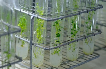 StSN2 Gene Identified as Target for Future High-Yield Potato Breeding Strategies